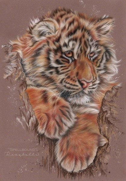 Tiger Drawing, ORIGINAL Colored Pencil Artwork, Wildlife Art, Hand Drawn,  11x11, Wall Decor -  Sweden